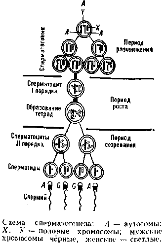 Нарушения сперматогенеза - Гинекология и акушерство - Справочник MSD Профессиональная версия