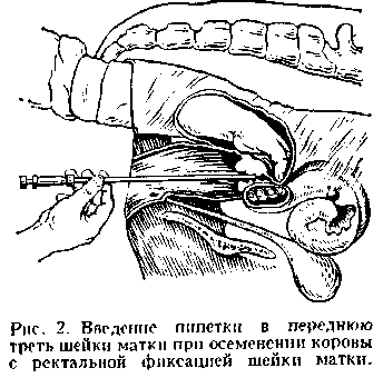 Контрольная работа: Половая зрелость и искусственное осеменение животных