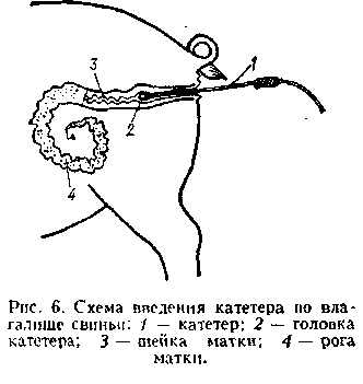 Контрольная работа: Половая зрелость и искусственное осеменение животных