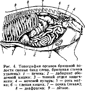 Что такое брюшная полость у животных. Смотреть фото Что такое брюшная полость у животных. Смотреть картинку Что такое брюшная полость у животных. Картинка про Что такое брюшная полость у животных. Фото Что такое брюшная полость у животных