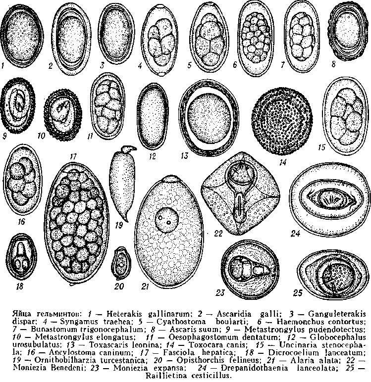 Гельминты Виды Фото