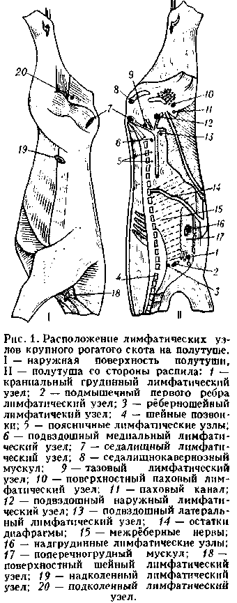 Где У Барана Находятся Лимфоузлы Фото