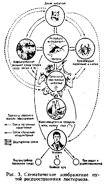 Иммунитет при Л.изучен недостаточно.