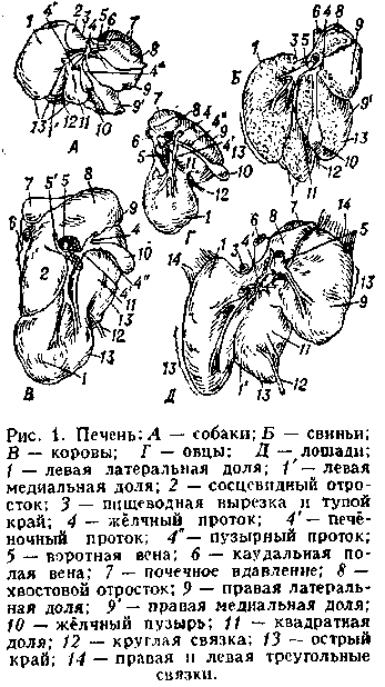 Печень Животных Фото