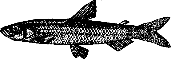 Морская малоротая корюшка