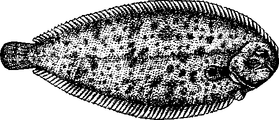Рыба Морской Язык Фото