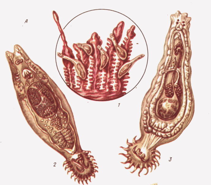 Dactylogyrus Extensus