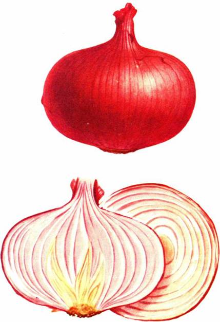 Garlic leg tattoo idea. Vintage botanische drucke, Botanische zeichnung, Pflanze