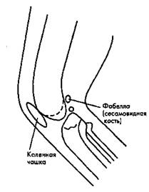 Рис. 13. Коленный сустав