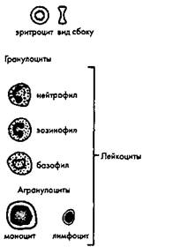 Рис. 14. Клетки крови: эритроциты и лейкоциты