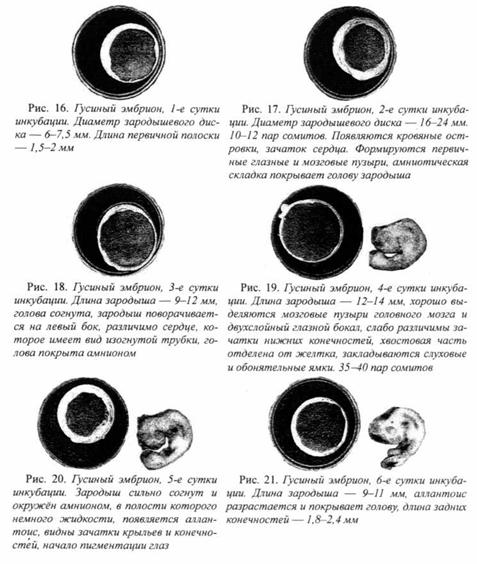 10 Фото Эмбриона