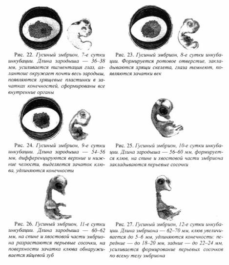 10 Фото Эмбриона