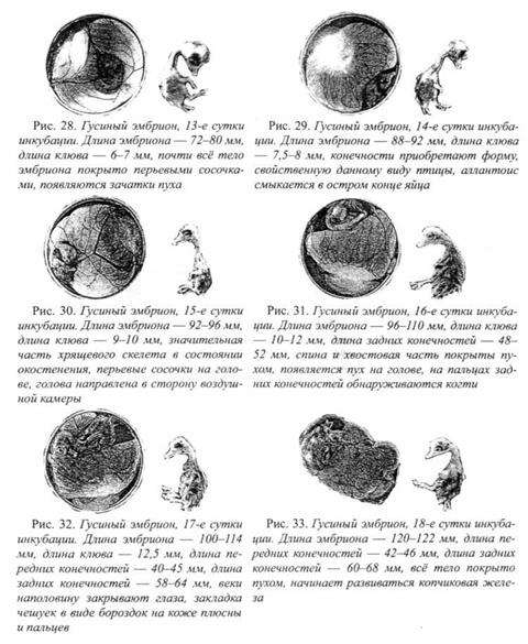 10 Фото Эмбриона