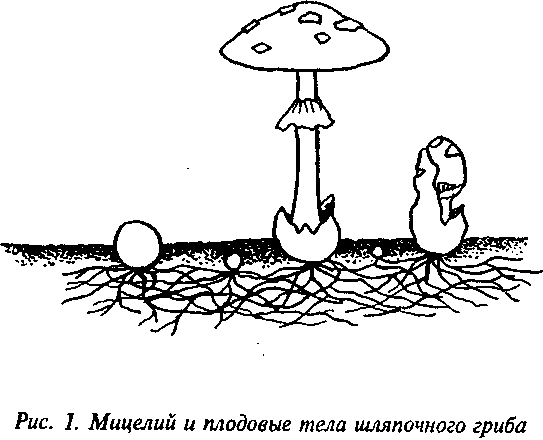 Размножение грибов мицелием. Вегетативное размножение частями мицелия. Вегетативное размножение грибов мицелием. Размножение грибов частями мицелия. Вегетативное размножение грибов частями грибницы.